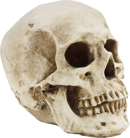 Craniu Uman Decorativ Kurtzy – Model Realist din Rășină, 12 × 17 × 14.5 cm, Anatomie & Decor Halloween