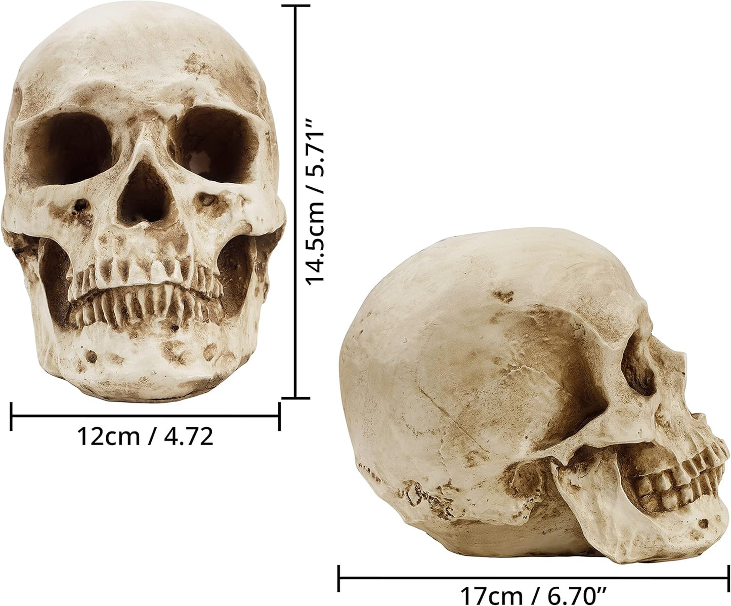 Craniu Uman Decorativ Kurtzy – Model Realist din Rășină, 12 × 17 × 14.5 cm, Anatomie & Decor Halloween