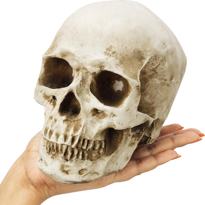 Craniu Uman Decorativ Kurtzy – Model Realist din Rășină, 12 × 17 × 14.5 cm, Anatomie & Decor Halloween
