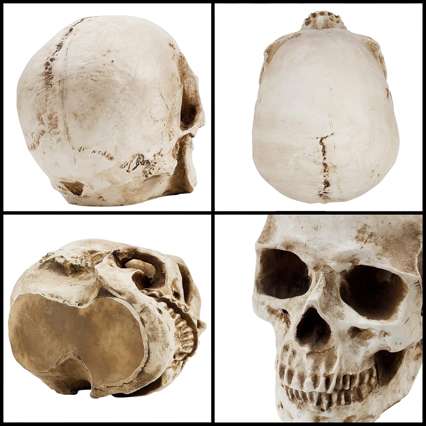 Craniu Uman Decorativ Kurtzy – Model Realist din Rășină, 12 × 17 × 14.5 cm, Anatomie & Decor Halloween