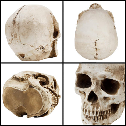 Craniu Uman Decorativ Kurtzy – Model Realist din Rășină, 12 × 17 × 14.5 cm, Anatomie & Decor Halloween